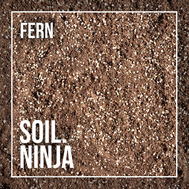 Soil Ninja | Fern 2.5L found in Urban Tropicana’s store in Chiswick, London