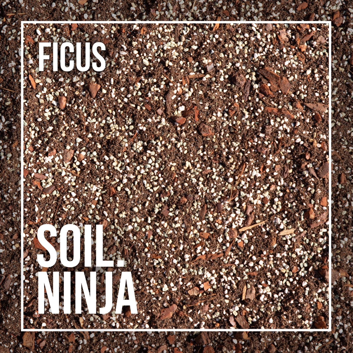 Soil Ninja | Ficus 2.5L found in Urban Tropicana’s store in Chiswick, London