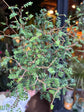 A Sophora Little Baby plant in front of Urban Tropicana’s Plant Shop in Chiswick London
