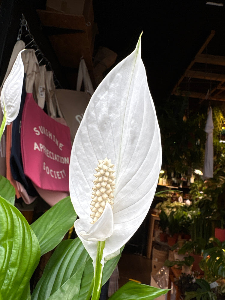 Spathiphyllum, also known as the Peace Lily, in front of Urban Tropicana’s store in Chiswick, London.