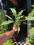 A Spathiphyllum Diamond Variagata plant in front of Urban Tropicana’s Plant Shop in Chiswick London