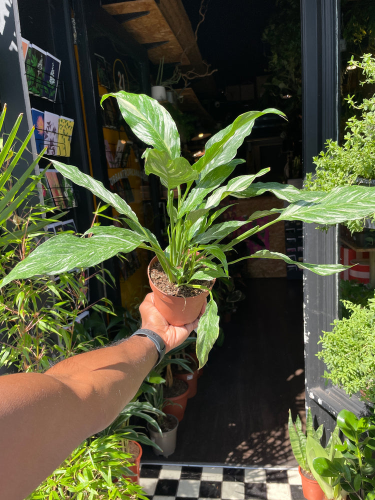 A Spathiphyllum Diamond Variagata plant in front of Urban Tropicana’s Plant Shop in Chiswick London