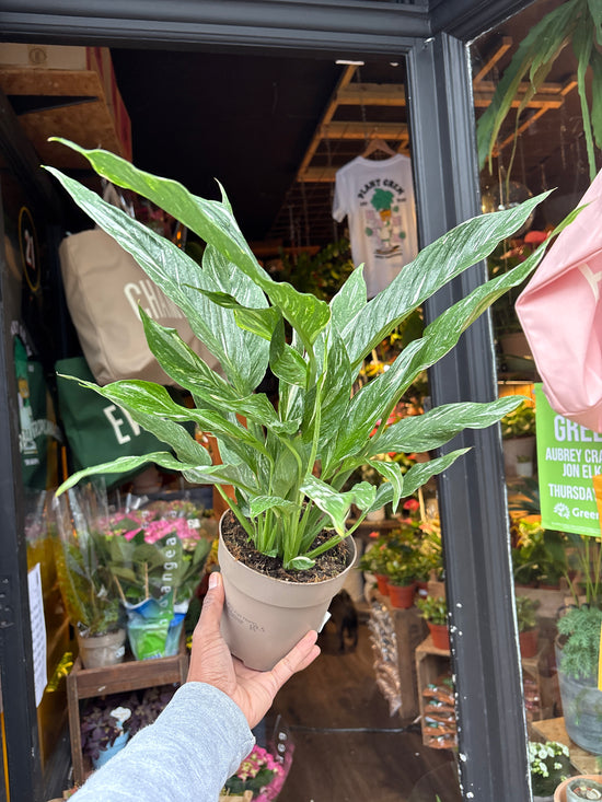 “A Spathiphyllum ‘Diamond Variegata’ plant, with glossy green and cream-variegated leaves, displayed in front of Urban Tropicana’s Plant Shop in Chiswick, London