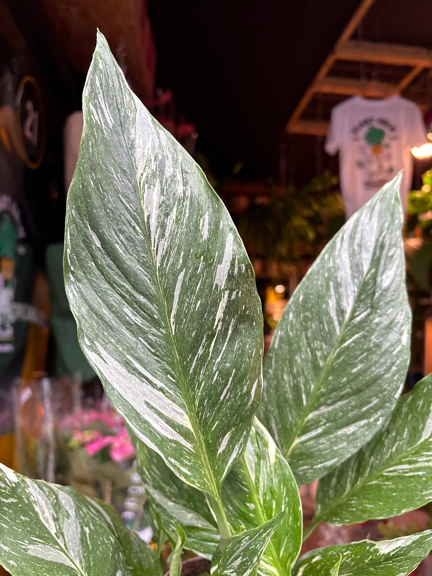 “A Spathiphyllum ‘Diamond Variegata’ plant, with glossy green and cream-variegated leaves, displayed in front of Urban Tropicana’s Plant Shop in Chiswick, London