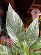 “A Spathiphyllum ‘Diamond Variegata’ plant, with glossy green and cream-variegated leaves, displayed in front of Urban Tropicana’s Plant Shop in Chiswick, London