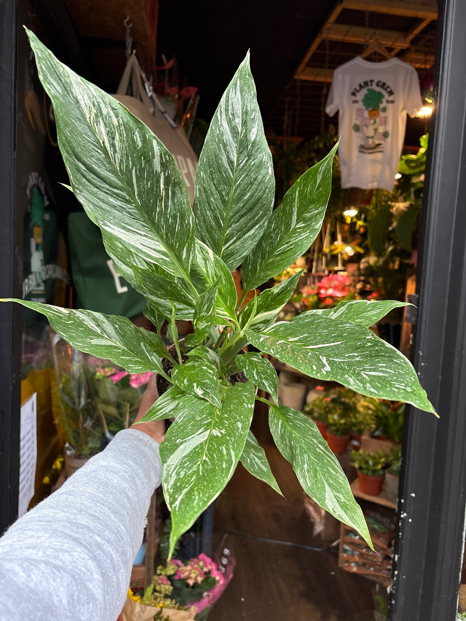 “A Spathiphyllum ‘Diamond Variegata’ plant, with glossy green and cream-variegated leaves, displayed in front of Urban Tropicana’s Plant Shop in Chiswick, London