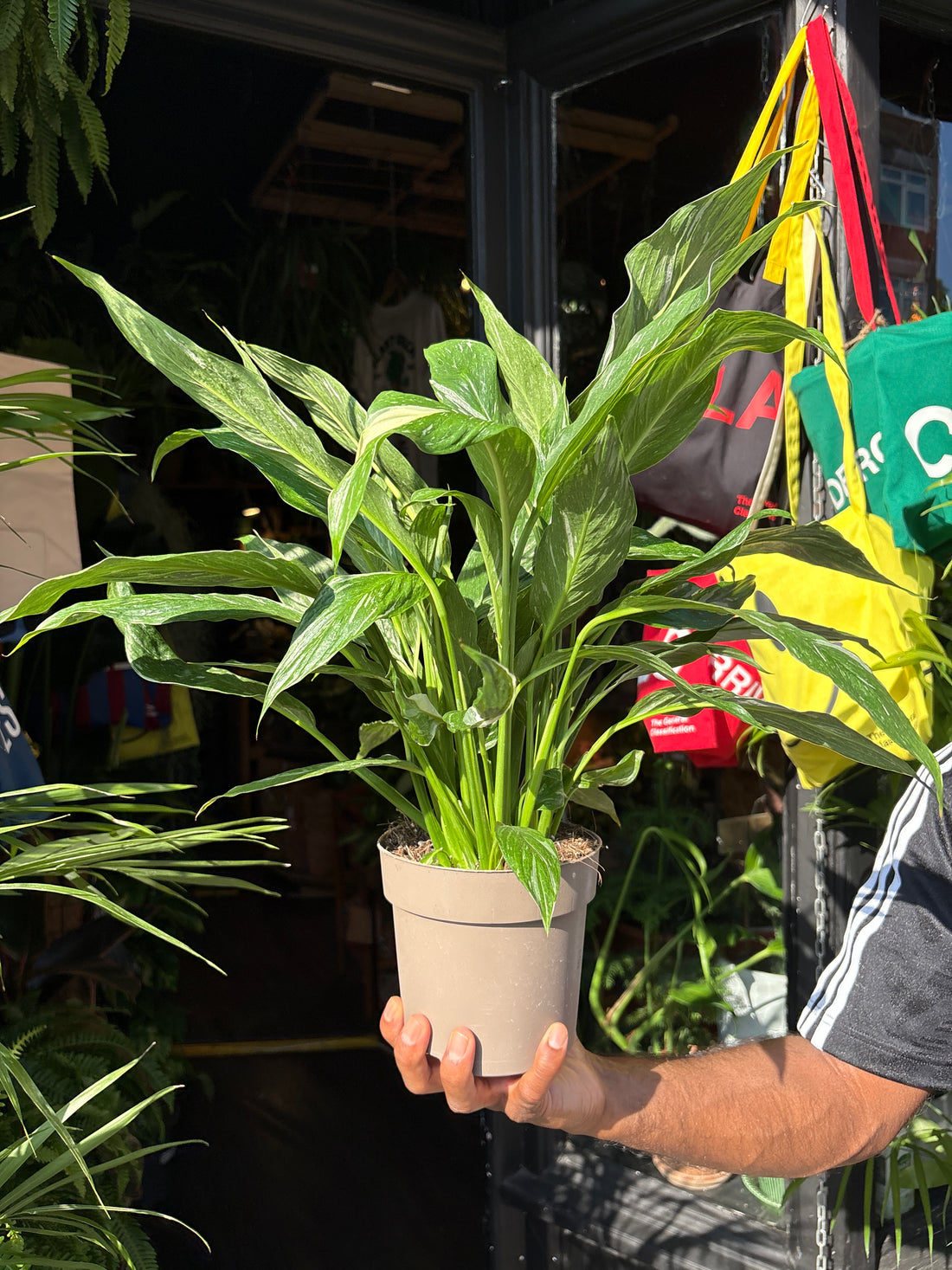 Spathiphyllum ‘Diamond Variegata’ (Peace Lily) in 14cm pot outside Urban Tropicana plant shop in Chiswick, London