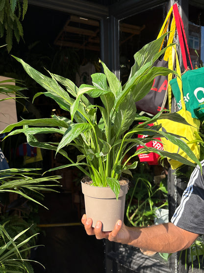 Spathiphyllum ‘Diamond Variegata’ (Peace Lily) in 14cm pot outside Urban Tropicana plant shop in Chiswick, London