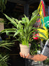 Spathiphyllum ‘Diamond Variegata’ (Peace Lily) in 14cm pot outside Urban Tropicana plant shop in Chiswick, London
