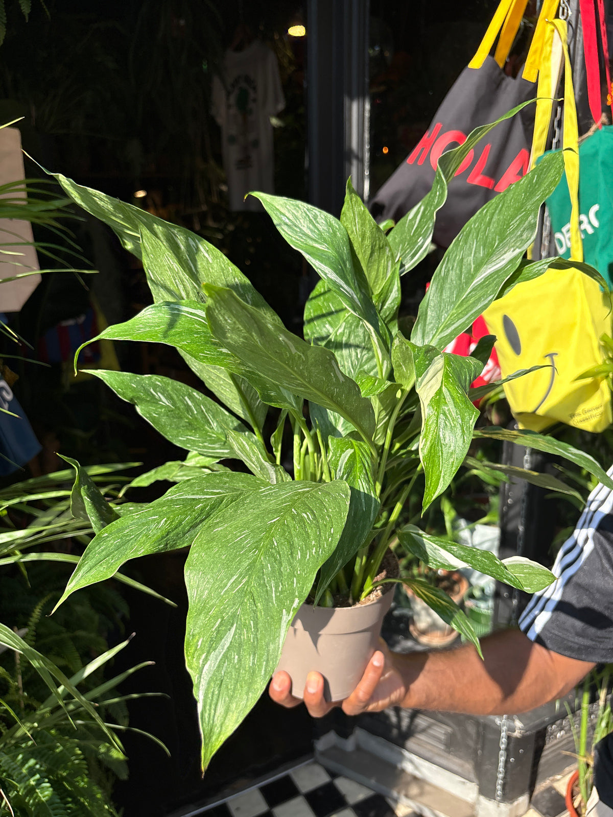 Spathiphyllum ‘Diamond Variegata’ (Peace Lily) in 14cm pot outside Urban Tropicana plant shop in Chiswick, London