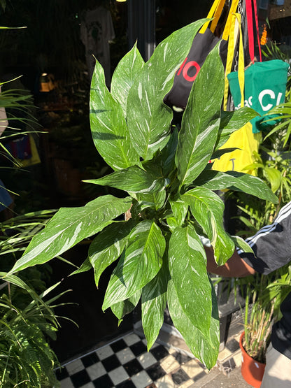 Spathiphyllum ‘Diamond Variegata’ (Peace Lily) in 14cm pot outside Urban Tropicana plant shop in Chiswick, London