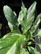 A Spathiphyllum Diamond Variagata plant in front of Urban Tropicana’s Plant Shop in Chiswick London
