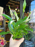Spathiphyllum ‘Pearl Cupido’ peace lily outside Urban Tropicana plant shop in Chiswick, London