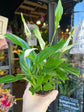 Spathiphyllum ‘Pearl Cupido’ peace lily outside Urban Tropicana plant shop in Chiswick, London