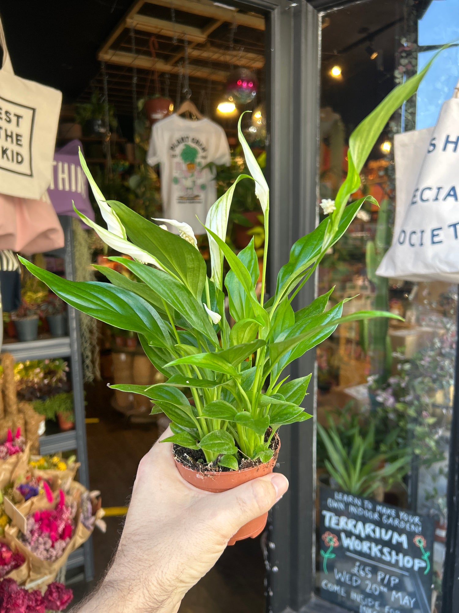 Spathiphyllum ‘Pearl Cupido’ peace lily outside Urban Tropicana plant shop in Chiswick, London