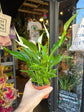 Spathiphyllum ‘Pearl Cupido’ peace lily outside Urban Tropicana plant shop in Chiswick, London