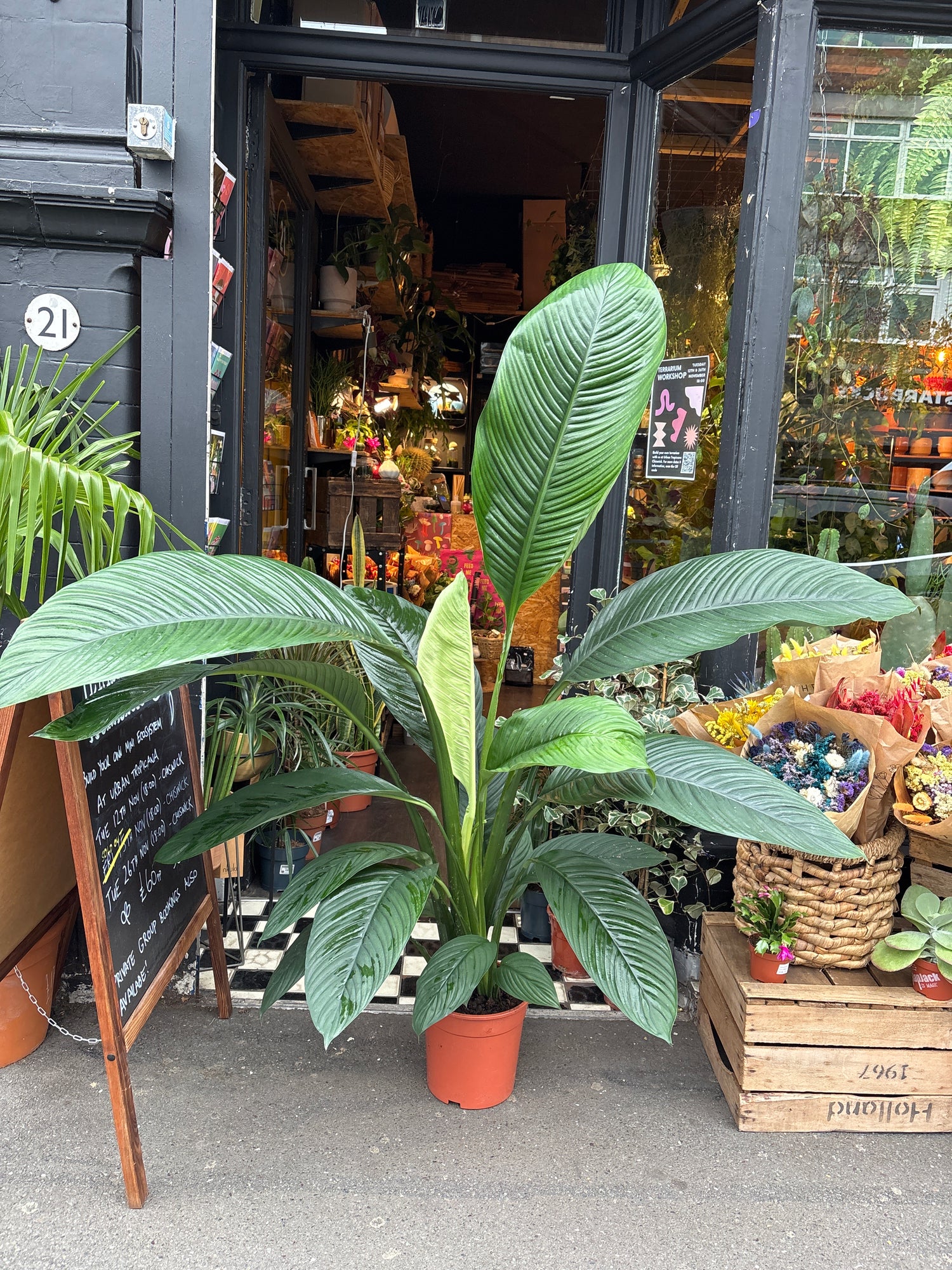 A Spathiphyllum Sensation plant also known as a Peace Lily in front of Urban Tropicana’s plant shop in Chiswick London