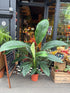 A Spathiphyllum Sensation plant also known as a Peace Lily in front of Urban Tropicana’s plant shop in Chiswick London