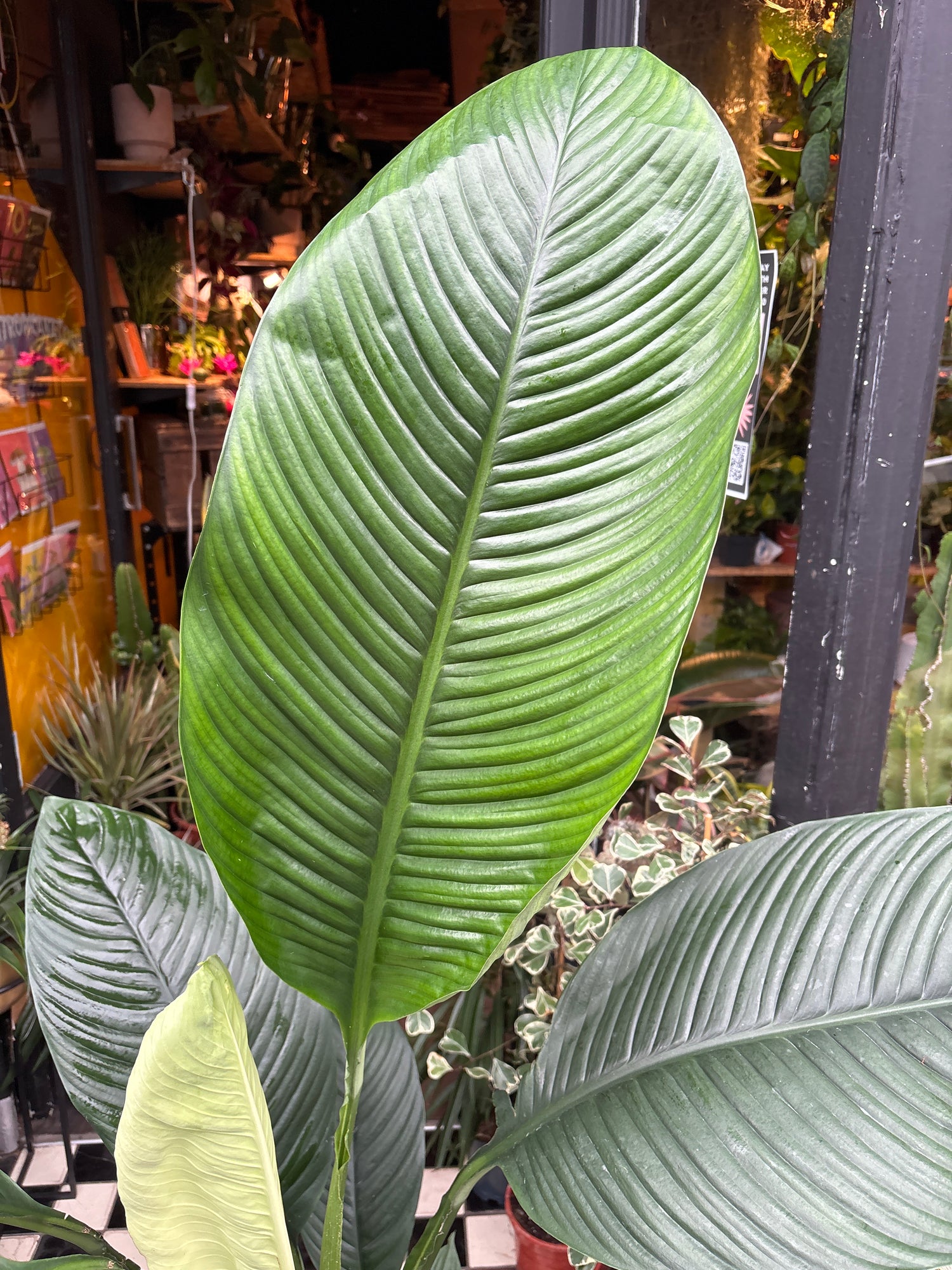 A Spathiphyllum Sensation plant also known as a Peace Lily in front of Urban Tropicana’s plant shop in Chiswick London