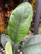 A Spathiphyllum Sensation plant also known as a Peace Lily in front of Urban Tropicana’s plant shop in Chiswick London