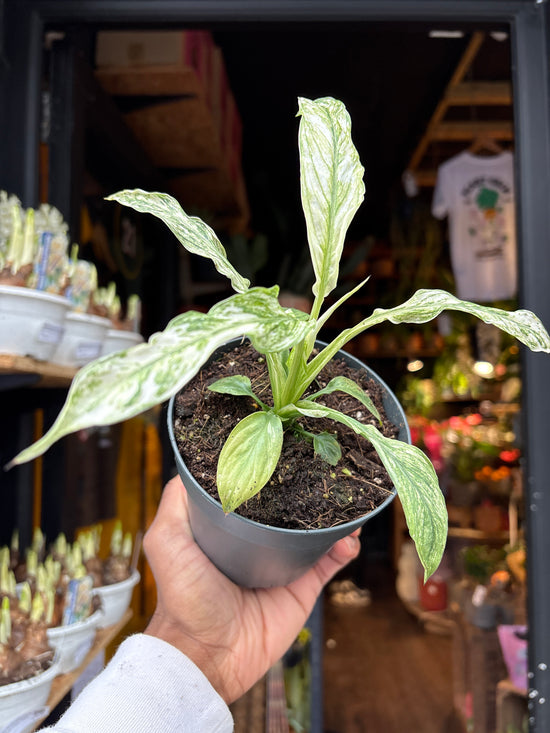 A Spathiphyllum Vivaldi plant in front of Urban Tropicana’s Plant Shop in Chiswick London