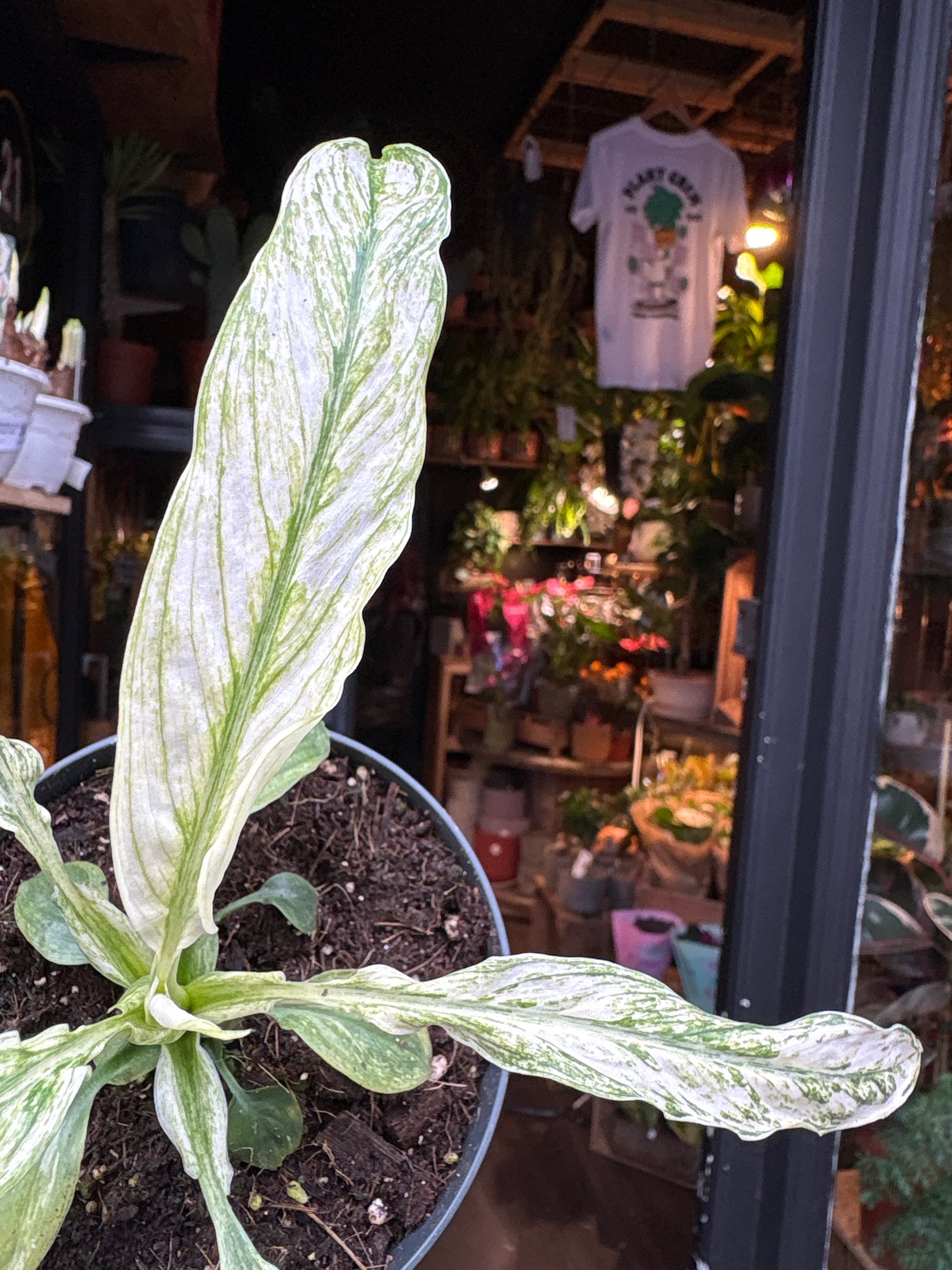 A Spathiphyllum Vivaldi plant in front of Urban Tropicana’s Plant Shop in Chiswick London