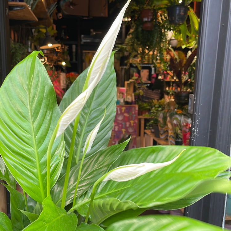 Spathiphyllum, also known as the Peace Lily, in front of Urban Tropicana’s store in Chiswick, London.