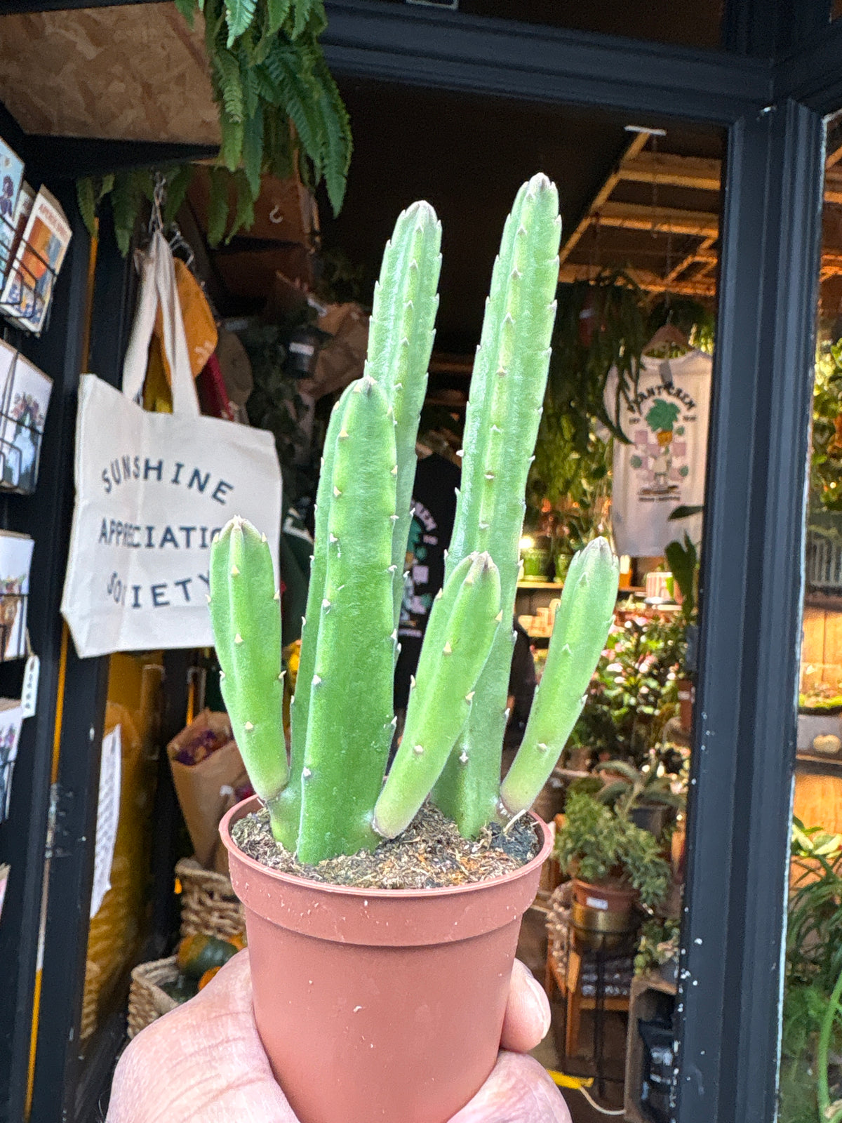 Stapelia leendertziae succulent in 6cm pot outside Urban Tropicana plant shop in Chiswick, London