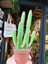 Stapelia leendertziae succulent in 6cm pot outside Urban Tropicana plant shop in Chiswick, London