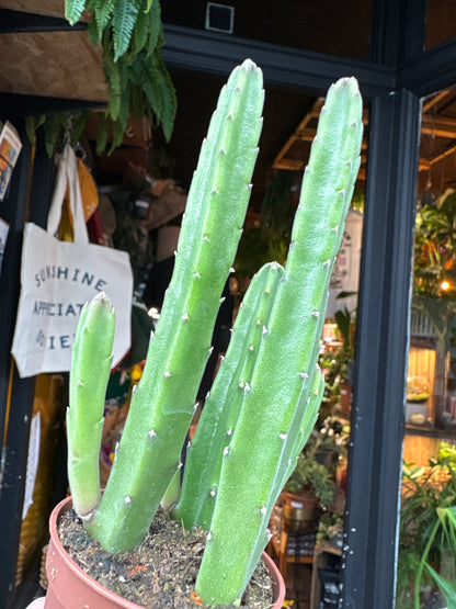 Stapelia leendertziae succulent in 6cm pot outside Urban Tropicana plant shop in Chiswick, London