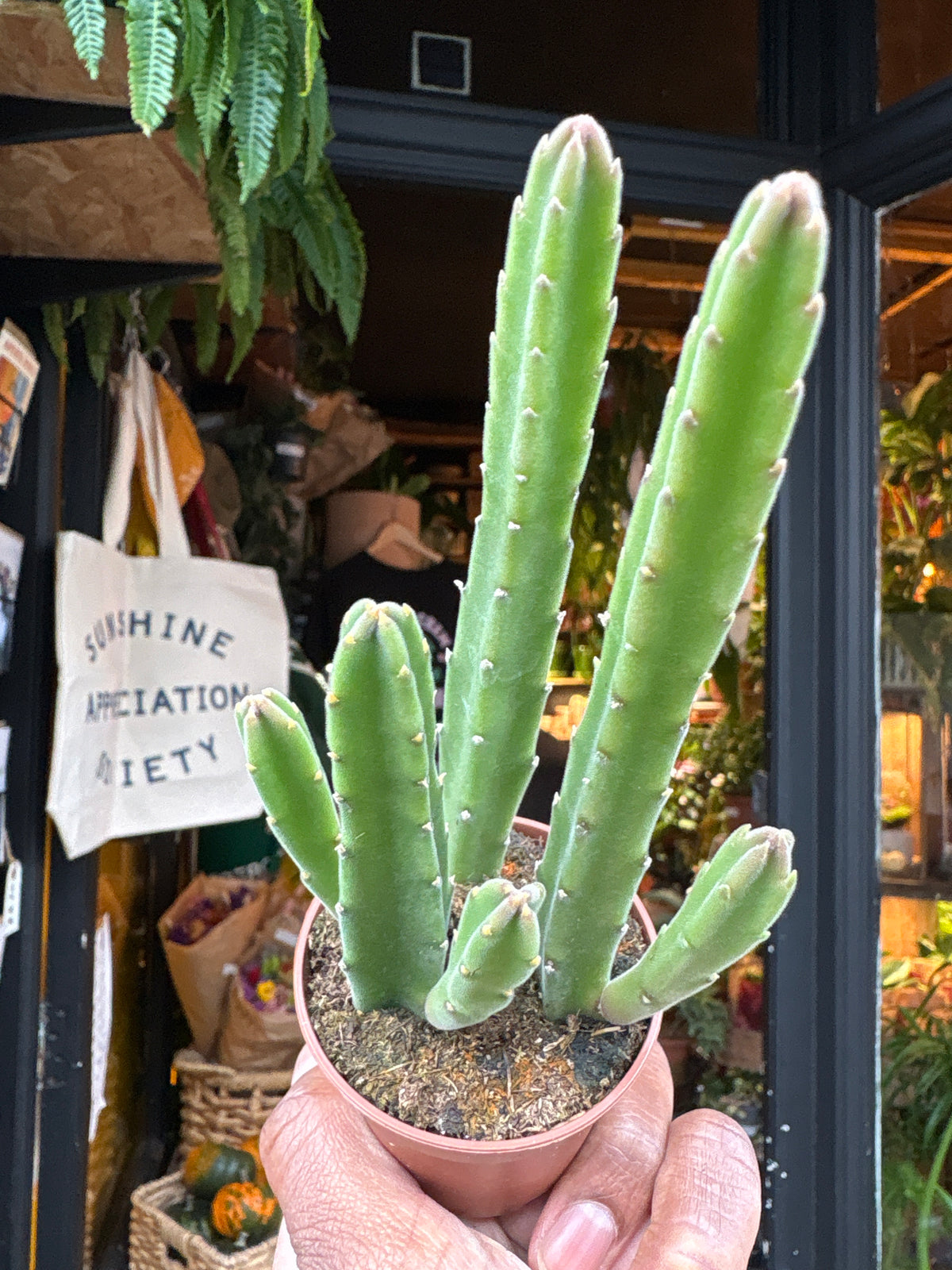 Stapelia leendertziae succulent in 6cm pot outside Urban Tropicana plant shop in Chiswick, London