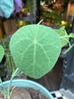 Stephania erecta plant outside Urban Tropicana plant shop in Chiswick, London