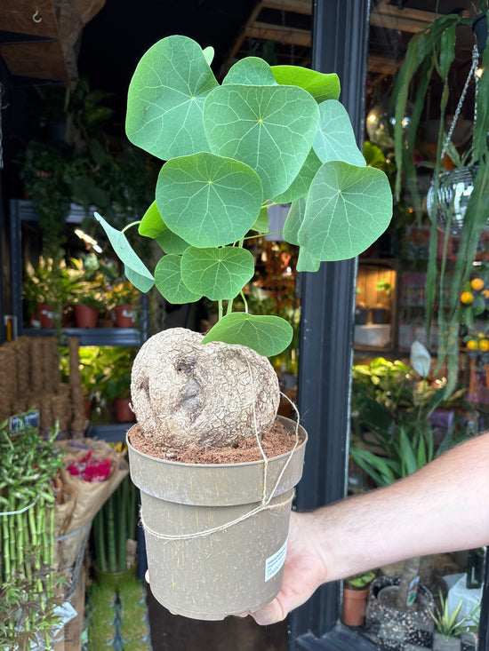 Stephania suberosa plant in 17cm pot outside Urban Tropicana plant shop in Chiswick, London