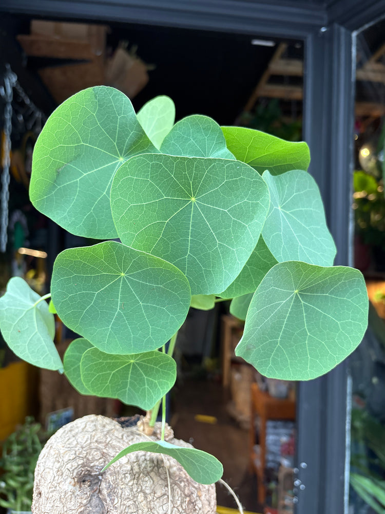 Stephania suberosa plant in 17cm pot outside Urban Tropicana plant shop in Chiswick, London