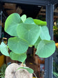 Stephania suberosa plant in 17cm pot outside Urban Tropicana plant shop in Chiswick, London