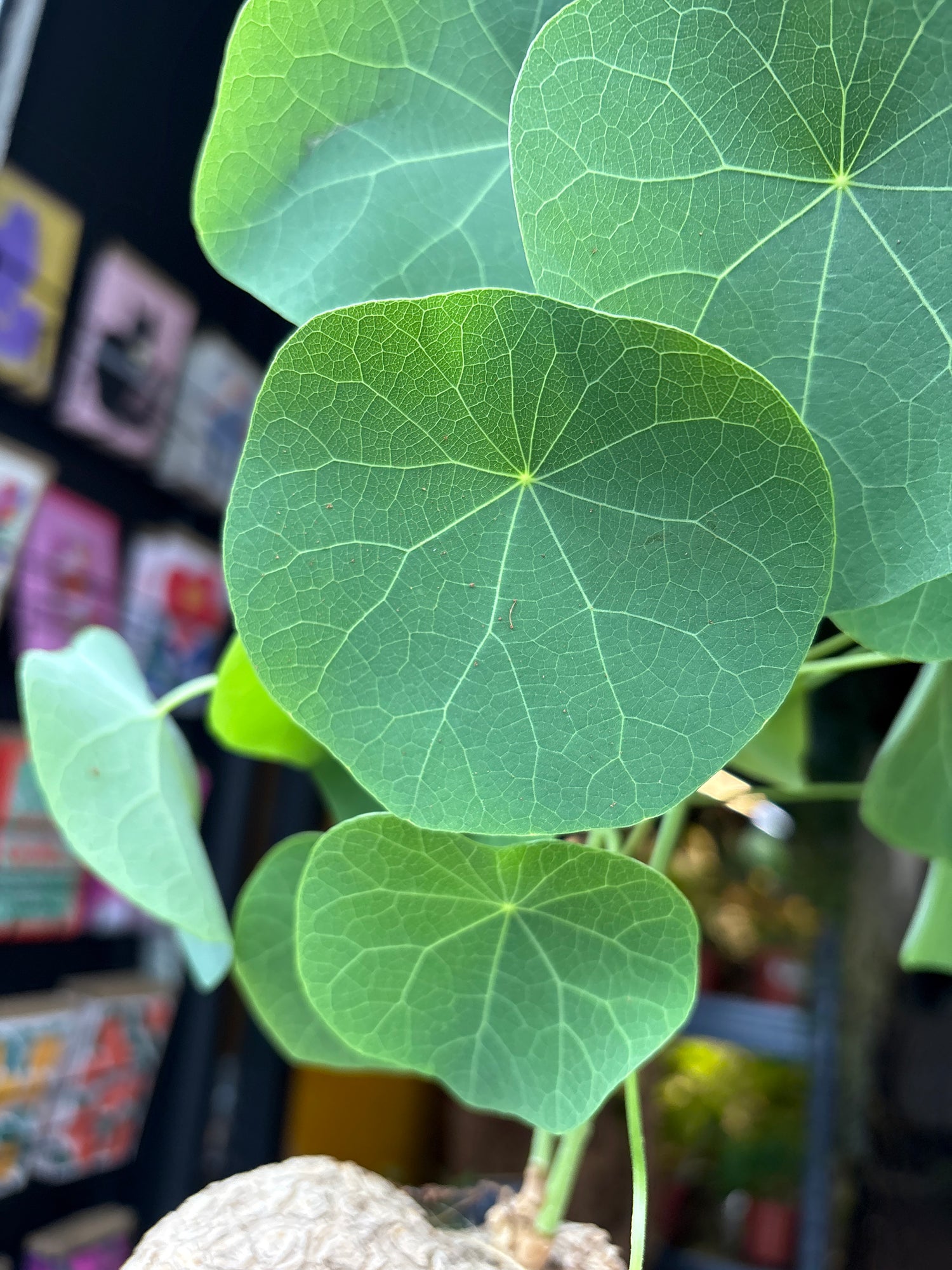 Stephania suberosa plant in 17cm pot outside Urban Tropicana plant shop in Chiswick, London