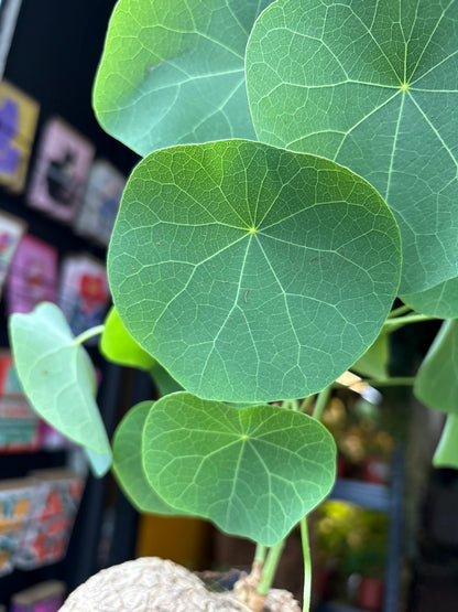 Stephania suberosa plant in 17cm pot outside Urban Tropicana plant shop in Chiswick, London