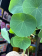 Stephania suberosa plant in 17cm pot outside Urban Tropicana plant shop in Chiswick, London