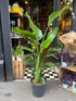 A Strelitzia Alba Variegated plant in front of Urban Tropicana’s Plant Shop in Chiswick London