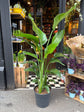A Strelitzia Alba Variegated plant in front of Urban Tropicana’s Plant Shop in Chiswick London