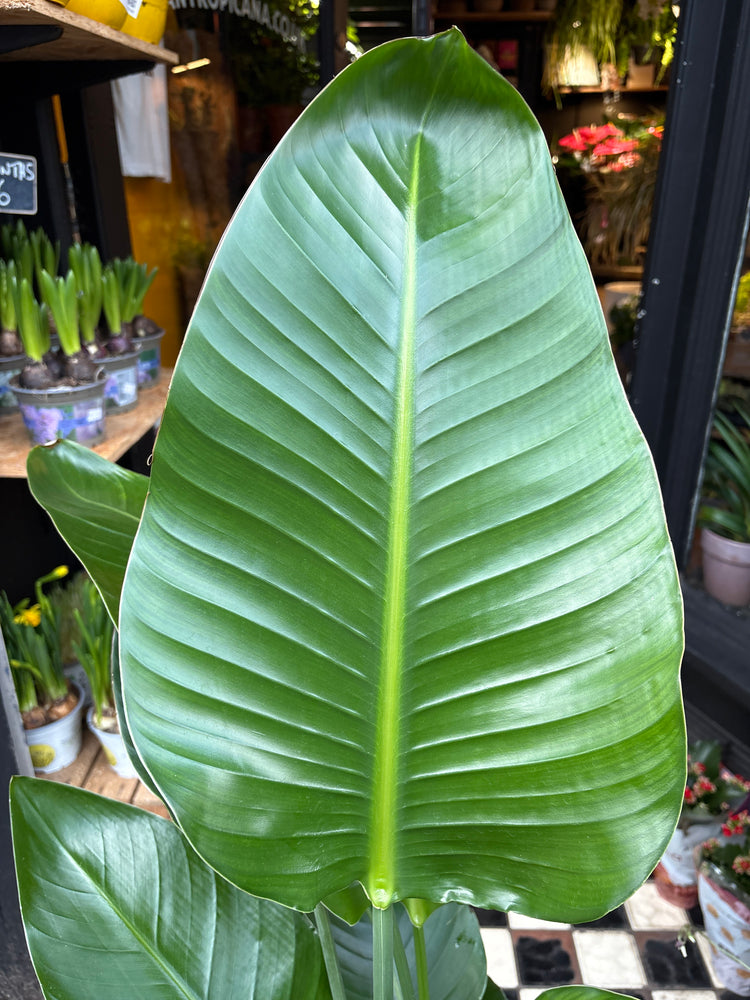 A Strelitzia Alba Variegated plant in front of Urban Tropicana’s Plant Shop in Chiswick London
