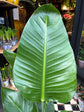 A Strelitzia Alba Variegated plant in front of Urban Tropicana’s Plant Shop in Chiswick London
