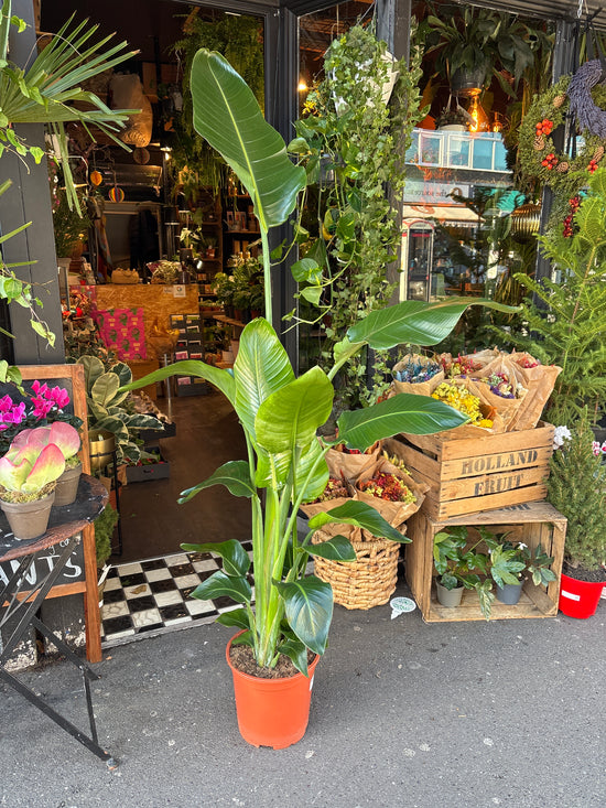 A Strelitzia Nicolai also known as a Bird of Paradise in front of Urban Tropicana’s plant shop in Chiswick London