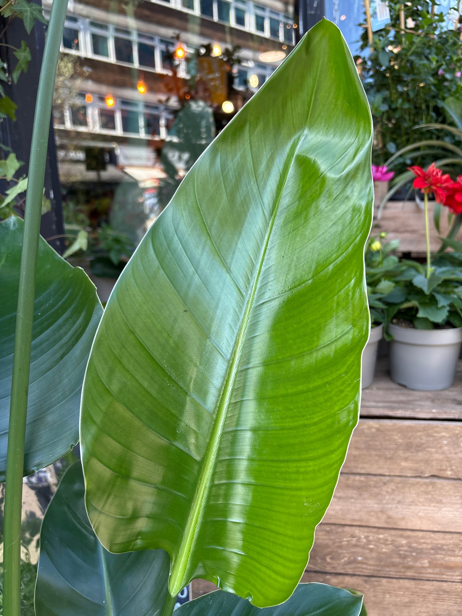 A Strelitzia Nicolai plant also known as a Bird of Paradise in front of Urban Tropicana&