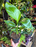 Strelitzia Nicolai or Bird Of Paradise plant in front of Urban Tropicana’s Plant Shop in Chiswick London