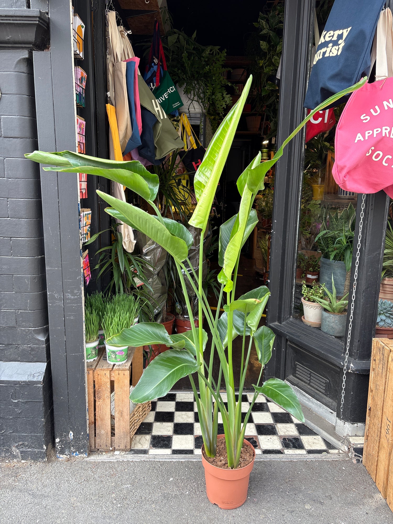 Strelitzia Nicolai, also known as Bird of Paradise, outside Urban Tropicana’s store in Chiswick, London