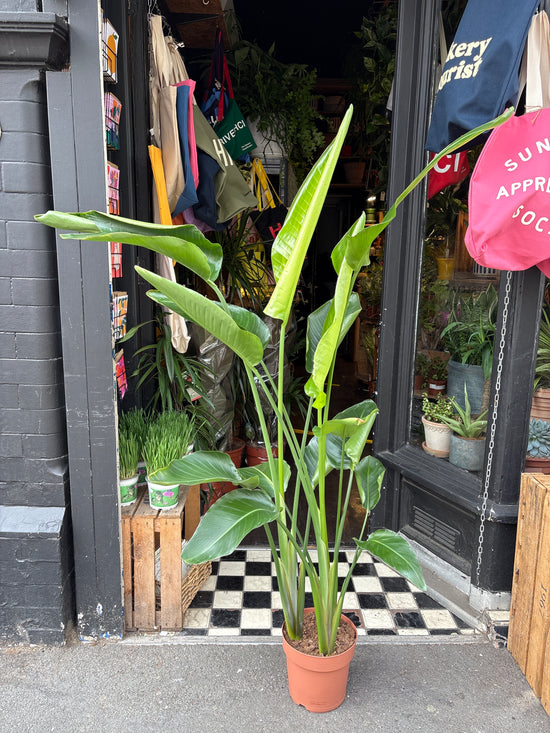 Strelitzia Nicolai, also known as Bird of Paradise, outside Urban Tropicana’s store in Chiswick, London