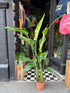 Strelitzia Nicolai, also known as Bird of Paradise, outside Urban Tropicana’s store in Chiswick, London