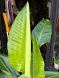 Strelitzia Nicolai, also known as Bird of Paradise, outside Urban Tropicana’s store in Chiswick, London