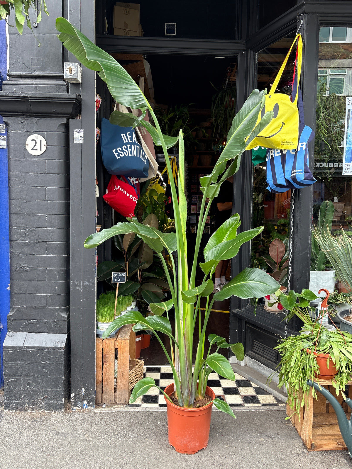Strelitzia nicolai (Bird of Paradise) houseplant in 27cm pot outside Urban Tropicana plant shop in Chiswick, London